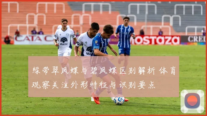 绿带翠凤蝶与碧凤蝶区别解析 体育观察关注外形特征与识别要点